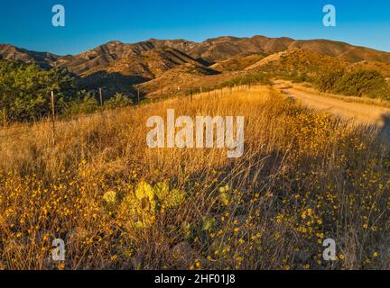 Brittlebush blühend, Kaktus aus stacheligen Birnen, Santa Catalina Mtns, Sonnenaufgang, Mt Lemmon Highway, FS 38 Road, Coronado National Forest, in der Nähe von Oracle, Arizona Stockfoto