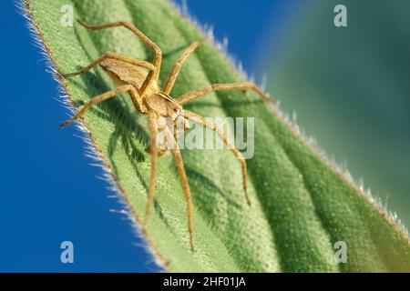 Pisaura mirabilis, Nursery Web Spider - Männershowing Palps  Norfolk UK Stockfoto