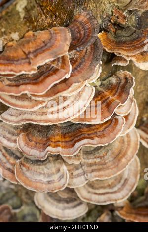 Trametes versicolor, Turkeytail Bracket Pilz wächst auf verfallendem Holz  Norfolk UK Stockfoto