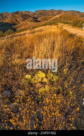 Brittlebush blühend, Kaktus aus stacheligen Birnen, Santa Catalina Mtns, Sonnenaufgang, Mt Lemmon Highway, FS 38 Road, Coronado National Forest, in der Nähe von Oracle, Arizona Stockfoto