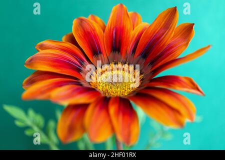 Farbenfrohe Gazania auf grünem Hintergrund, Gazania mit roten und orangefarbenen Blütenblättern, gelben Staubblättern und grünen Blättern, Blütenkopfmakro, blühende Blume Stockfoto