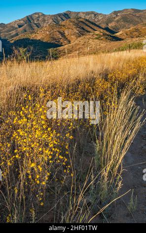 Brittlebush Blooming, Santa Catalina Mtns, Mt Lemmon Highway, FS 38 Road, Coronado National Forest, In der Nähe von Oracle, Arizona, USA Stockfoto