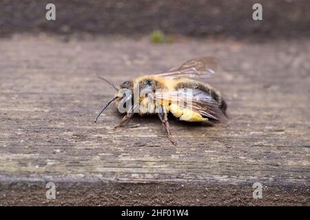 Andrena scotica, Chocolate Mining Bee - Weibchen mit geernteten Pollen am Nesteingang  Norfolk UK Stockfoto