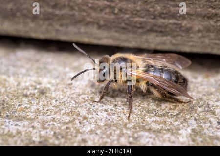 Andrena scotica, Chocolate Mining Bee - Weiblich durch Nesteingang  Norfolk UK Stockfoto