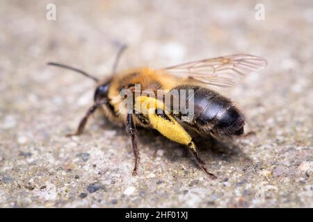 Andrena scotica, Chocolate Mining Bee - Weibchen mit gefürchtetem Pollen  Norfolk UK Stockfoto