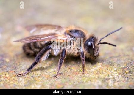 Andrena scotica, Chocolate Mining Bee - Weiblich  Norfolk UK Stockfoto