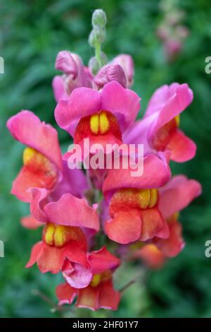 Bunte Drachenblumen mit grünen Blättern im Garten, Snapdragons mit rosa und gelben Blütenblättern, Blütenmakro, Schönheit in der Natur, Blumenfoto Stockfoto