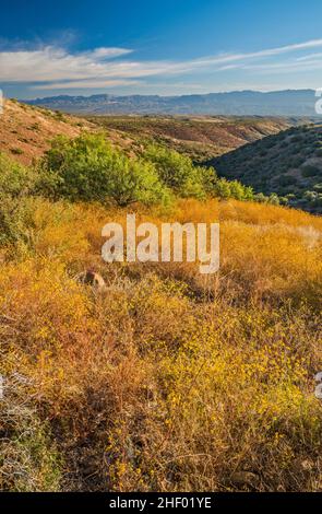 Brittlebush Blooming, Galiuro Mtns in dist, Mt Lemmon Highway, FS 38 Road, in der Nähe des Peppersauce Campground in Santa Catalina Mtns, in der Nähe von Oracle, Arizona Stockfoto