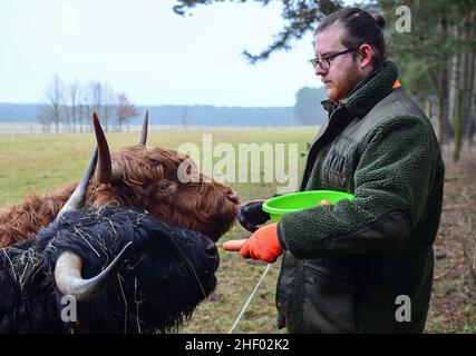 Baruth, Deutschland. 13th Januar 2022. Jan Tayeb, Geschäftsführer des Wildpark Johannismühle, füttert zwei schottische Hochlandrinder mit Karotten. Vor kurzem war die schwarze Kuh Berta mit der kleinen Herde von vier Highland-Kühen in den Wildpark gezogen und hatte vor ein paar Tagen überraschend ein Kalb geboren. Der Wildpark im Kreis Klasdorf wurde 1997 gegründet, ist privat geführt und beherbergt auf einer Fläche von rund 100 Hektar rund 250 europäische Tiere. Quelle: Soeren Stache/dpa-Zentralbild/ZB/dpa/Alamy Live News Stockfoto