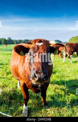 Holländische Brandrood-Kuh auf einer Wiese Stockfoto