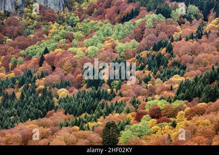 Bunte Herbstbäume in einem Wald Auvergne Frankreich Stockfoto