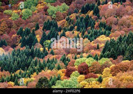 Bunte Herbstbäume in einem Wald Auvergne Frankreich Stockfoto