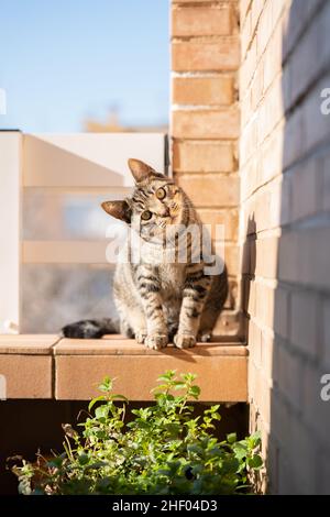 Hauskatze mit Streifenmuster, die auf einem Balkon die Kamera anschaut Stockfoto