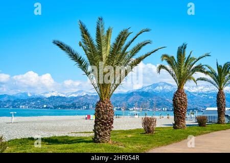 Eine Reihe von Palmen entlang der Uferlinie an der Küste von Batumi. Stockfoto