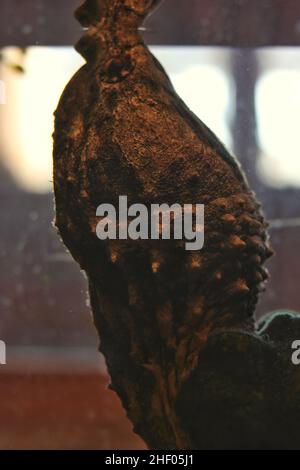 Riesige alte, schnappende Schildkröte, die im Wassergarten schwimmte. Stockfoto