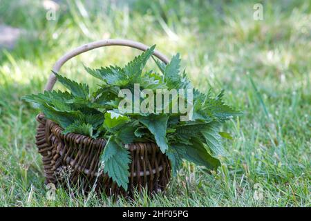 Korb mit frischen Kräutern - Blätter der Brennnessel im Garten geerntet Stockfoto
