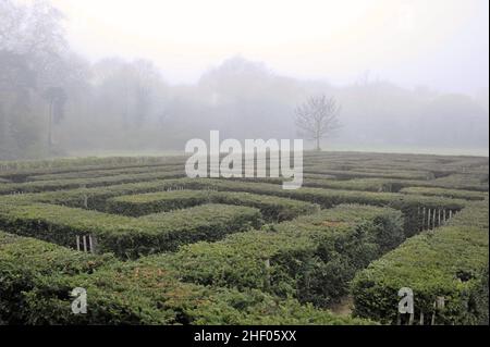 Brent Lodge Park Millennium Maze in Morning Fog, in Hanwell West London, Großbritannien. Stockfoto