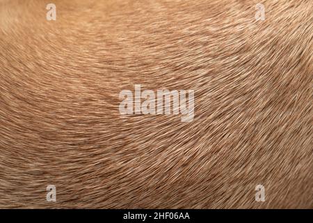 Textur aus hellbraunem Hundepelz. Makrofotografie Stockfoto