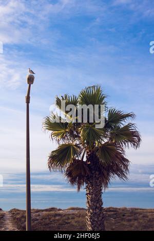Küstenlandschaft mit einer Palme und Möwen, die auf einer Straßenlaterne auf einem blauen Himmelshintergrund stehen. Vertikale Ausrichtung. Quiaios, Portugal Stockfoto