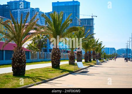 Eine Reihe von Palmen auf dem Batumi-Damm. Batumi, Georgia - 03.30.2021 Stockfoto