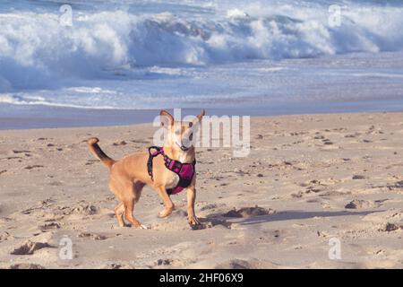 Kleiner Mischlingshund mit einem pinken Geschirr am Strand und fröhlich auf dem Sand mit kecken, großen Ohren und einem lächelnden Gesicht Stockfoto