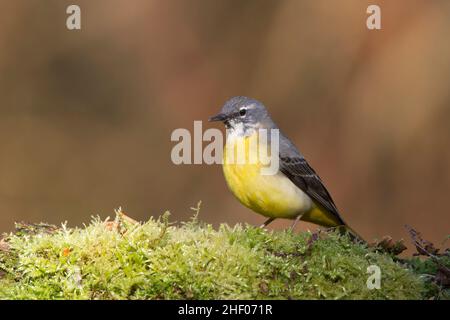 Nahaufnahme eines wilden, grauen Bachstelzenvogels (Motacilla cinerea), der im Freien isoliert auf einem moosbedeckten Baumstamm im britischen Wald steht. Platz nach links kopieren. Stockfoto