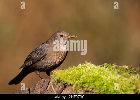 Nahansicht einer wilden, weiblichen Amsel (Turdus merula), die im Freien isoliert auf einem moosbedeckten Baumstamm in britischen Wäldern steht. Stockfoto