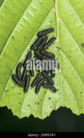 Seltene Alderblattkäfer gesellige Larven auf Blatt (Agelastica alni), Chrysomelidae. Sussex, Großbritannien Stockfoto