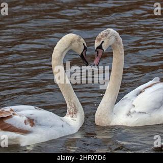 Figgate Park Pond, Edinburgh, Schottland, Großbritannien. Bewölkt mit einer Temperatur von 9 Grad Celsius. Frühe Anzeichen des Frühlings Da das Balzverhalten zwischen einjährigen Geschwistern von Mute Swan nachgewiesen wird, soll Balzverhalten keine Paarung oder Zucht sein – es ist nur Balzverhalten. Es ist normal, dass Cygnets bis zum nächsten Winter bei ihren Eltern bleiben, bis sie das braune Gefieder verlieren, das den grauen Daunen ersetzt. Es wird ein ganzes Jahr dauern, bis sie vollständig weiß sind und normalerweise bereit sind zu brüten, wenn sie drei oder vier Jahre alt sind. Quelle: Archwhite/Alamy Live News. Stockfoto