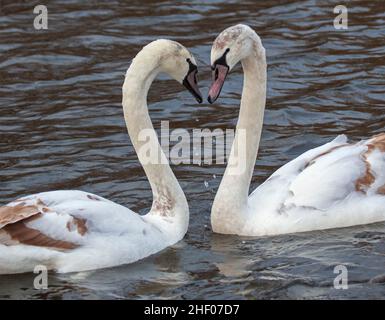 Figgate Park Pond, Edinburgh, Schottland, Großbritannien. Bewölkt mit einer Temperatur von 9 Grad Celsius. Frühe Anzeichen des Frühlings Da das Balzverhalten zwischen einjährigen Geschwistern von Mute Swan nachgewiesen wird, soll Balzverhalten keine Paarung oder Zucht sein – es ist nur Balzverhalten. Es ist normal, dass Cygnets bis zum nächsten Winter bei ihren Eltern bleiben, bis sie das braune Gefieder verlieren, das den grauen Daunen ersetzt. Es wird ein ganzes Jahr dauern, bis sie vollständig weiß sind und normalerweise bereit sind zu brüten, wenn sie drei oder vier Jahre alt sind. Quelle: Archwhite/Alamy Live News. Stockfoto