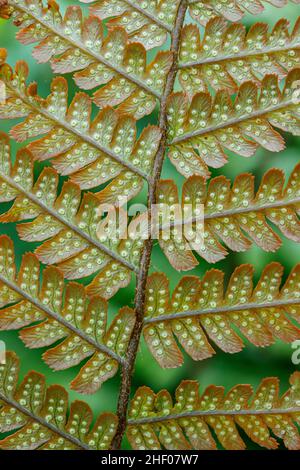 Makro von Farnen Stockfoto