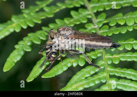 Goldtabbed Robberfly (Eutolmus rufibarbis) mit Hoverfly Prey, Asilidae. Sussex, Großbritannien Stockfoto