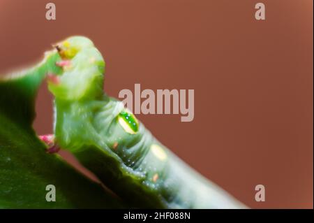 Die grüne Raupe frisst die Blattspitzen. Stockfoto