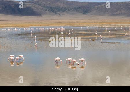 Große Scharen von Flamingos auf einem See im Ngorongoro-Krater in Tansania Stockfoto