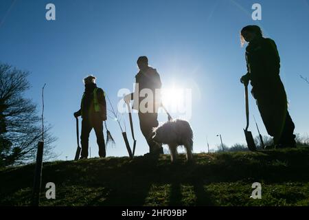 Worcester, Großbritannien. 13th Januar 2022. Freiwillige beginnen mit der Pflanzung von 400 Bäumen in einem Stadtpark von Worcester, um die 400 Jahre der Stadt als Stadt zu markieren. Worcester nimmt am Queen's Green Canopy-Projekt Teil, das anlässlich des Platin-Jubiläums Ihrer Majestät im Jahr 2022 stattfindet und Menschen in ganz Großbritannien dazu einlädt, „einen Baum für das Jubiläum zu Pflanzen“. Kredit: Peter Lopeman/Alamy Live Nachrichten Stockfoto