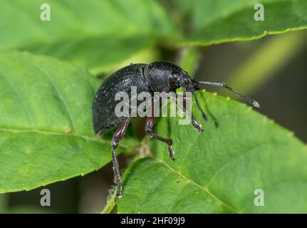 Rotbeinige Weevil, die Eschenblätter fressen (Otiorhynchus (Clavipes) tenebricosus), Curculionidae. Sussex, Großbritannien Stockfoto