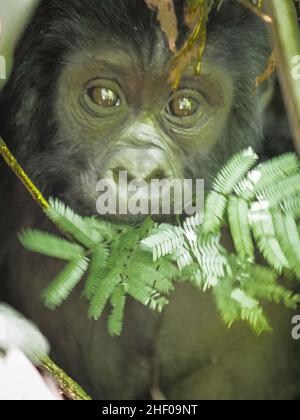 Wilder silberner Baby-Gorilla, der durch den Dschungel guckt Stockfoto