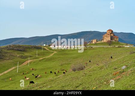 Eine Herde Kühe grast auf einem grünen Rasen vor dem Hintergrund des Jvari-Tempels in Georgien. Stockfoto