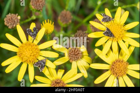 Silver-dot & Miller's Twitcher Micro Moths (Prochoreutis spp) nectaring Choreutidae, Sussex UK Stockfoto