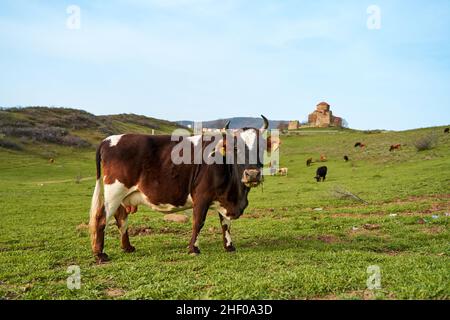 Eine Herde Kühe grast auf einem grünen Rasen vor dem Hintergrund des Jvari-Tempels in Georgien. Stockfoto