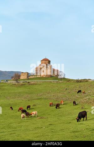 Eine Herde Kühe grast auf einem grünen Rasen vor dem Hintergrund des Jvari-Tempels in Georgien. Stockfoto