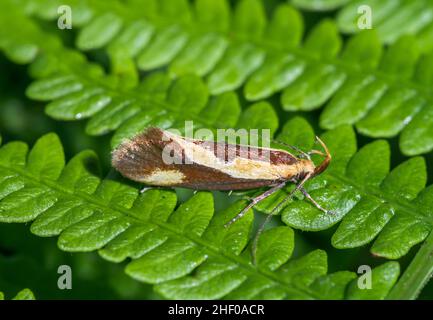 Sehr seltene gestreifte Tubic (Harpella forficella) Micro Moth, Oecophoridae. Sussex, Großbritannien Stockfoto