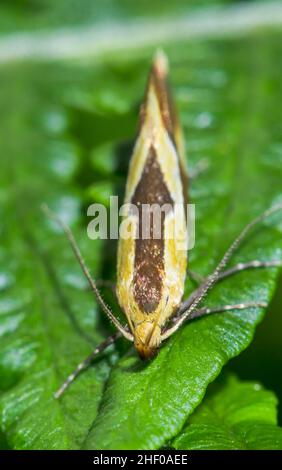 Rarität - Gestreifte Tubic (Harpella forficella) Micro Moth, Oecophoridae. Sussex, Großbritannien Stockfoto