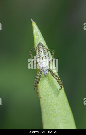 Unterausgewachsene Wespe (Argiope bruennichi), Orb-Weaver, Araneidae. Sussex, Großbritannien Stockfoto