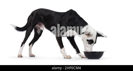 Süßes Schwarz mit weißem Podenco-Mischhund, stehend seitlich Essen oder Trinken aus schwarzer Schale. Blick in Richtung Schüssel weg von der Kamera. Isoliert auf einem Whi Stockfoto