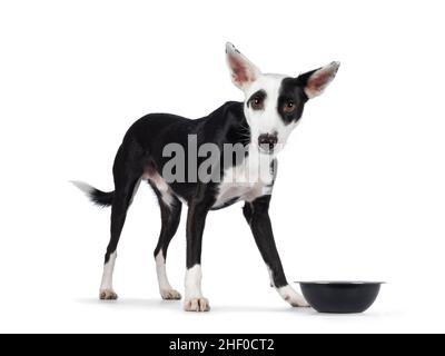 Hübscher schwarzer mit weißem Podenco-Mischhund, seitlich neben der Futterschale stehend. Blick in Richtung Kamera mit niedlichen Kopf neigen. Isoliert auf einem weißen Backgr Stockfoto