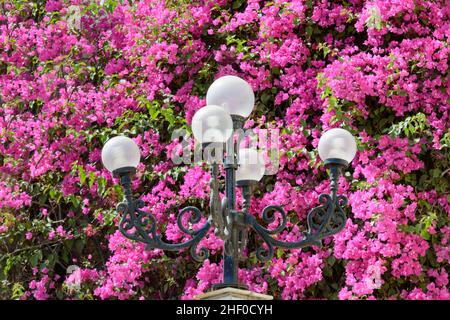 Dekorative Globenförmige Straßenlampe mit rosa Bougainvillea-Blumen Stockfoto