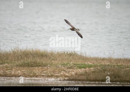 Ein Wimmbrel (Numenius phaeopus), der im RSPB Pagham Harbour Nature Reserve in Selsey, West Sussex, fliegt. Stockfoto