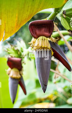 Bananenblüte auf Bananenbaum (Musa sapientum Linn). Sie sind rote und gelbe Blüten, die rohe Frucht ist grün. Sie wurden auf dem Boden gepflanzt, ein Trop Stockfoto