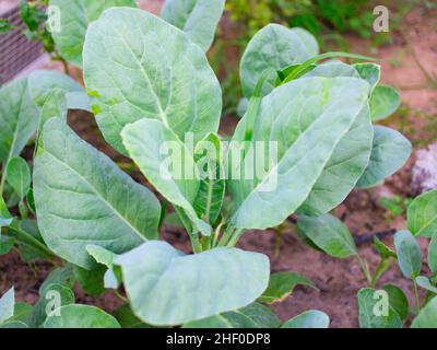 Anbau von chinesischen Grünkohl-Gemüse oder chinesischen Broccoli-Pflanzen (Brassica oleracea var. albognabra). Sie sind grüne Ernte, die auf dem Boden wächst, hoch V Stockfoto